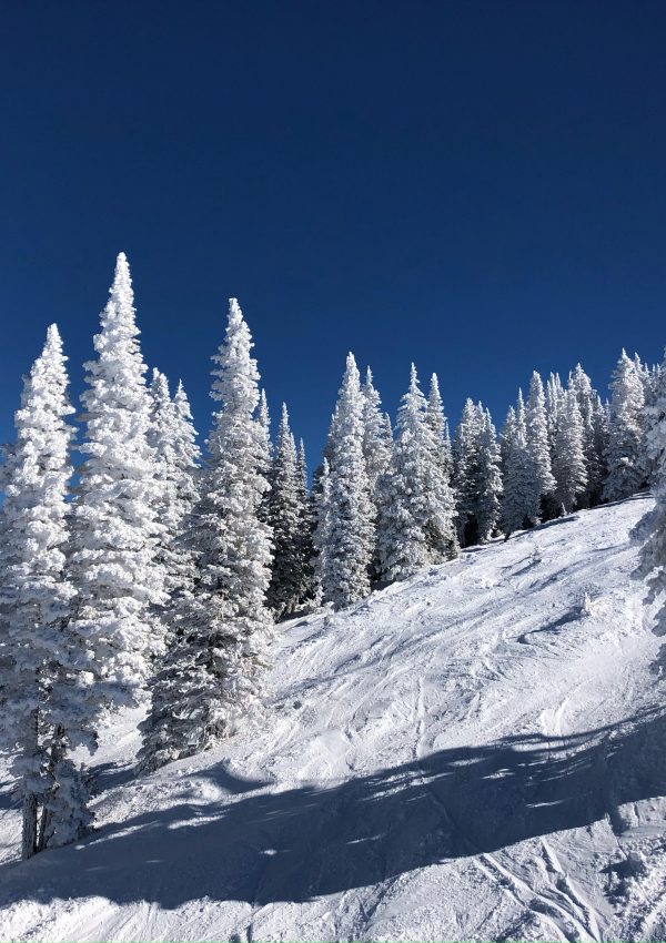 Trees in Steamboat