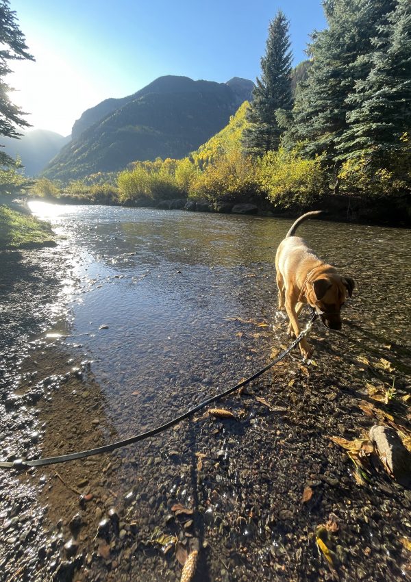 Dog in the river