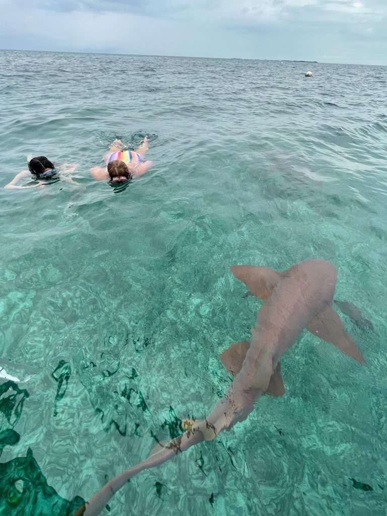 swimming with nursing sharks