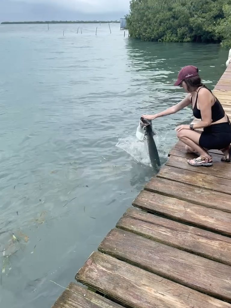 feeding tarpons